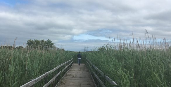 False Cape State Park