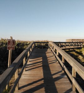 Florida Beach: Dunes by Rosa