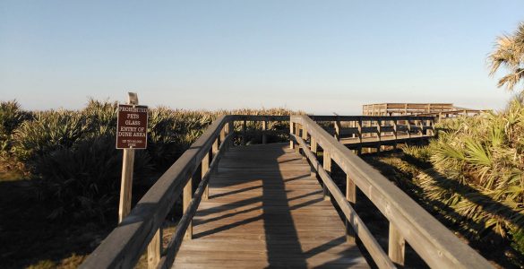 Florida Beach: Dunes by Rosa