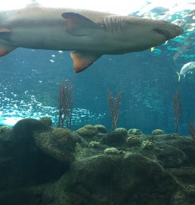 Florida Aquarium