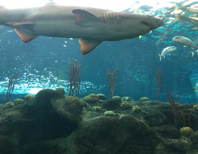 Florida Aquarium