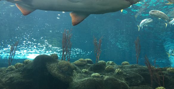 Florida Aquarium