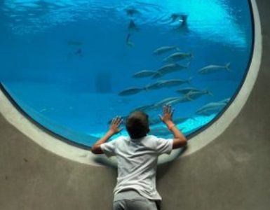 aquarium Frost Museum