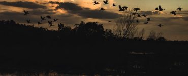 Paynes Prairie Florida