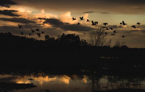 Paynes Prairie Florida