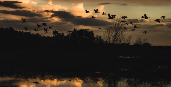 Paynes Prairie Florida
