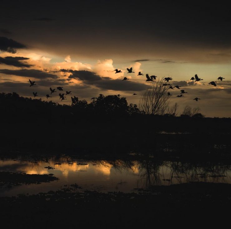 Paynes Prairie Florida