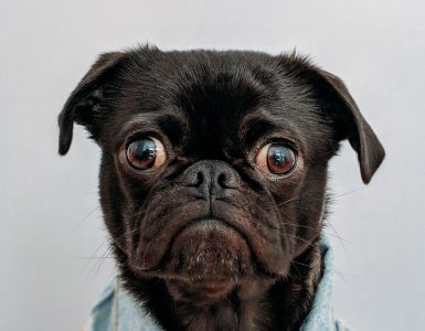 NYC Dog with a jacket