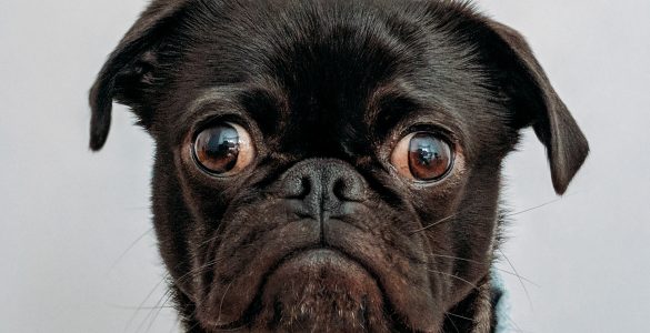 NYC Dog with a jacket