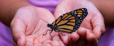 Butterfly festival