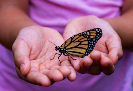 Butterfly festival