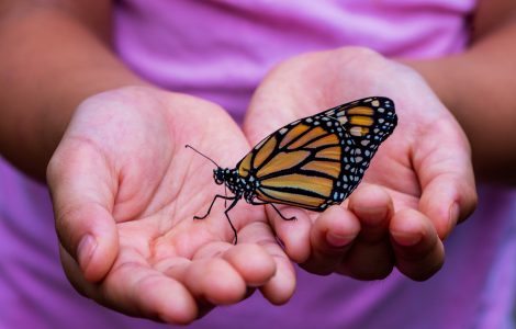 Butterfly festival